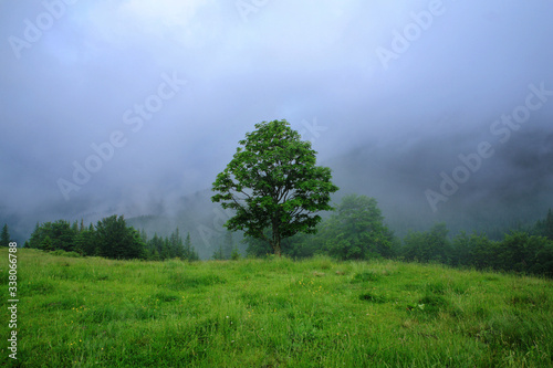 Lonely tree in the fog
