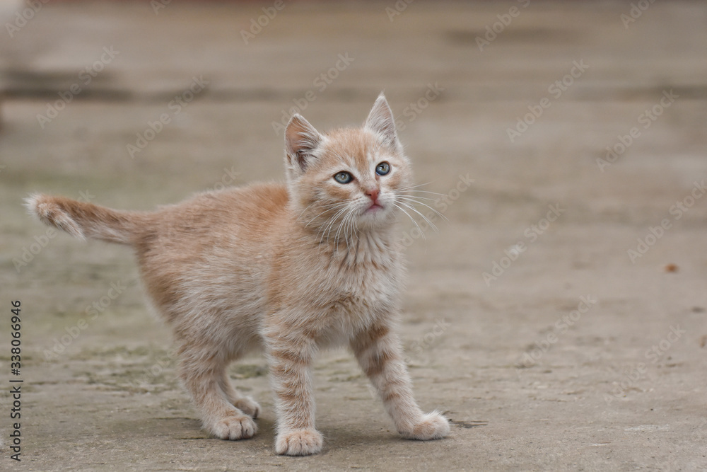 Adorable yellow kitten play outside. A little cute kitten playing in the yard Adorable yellow kitten play outside. A little cute kitten playing in the yard
