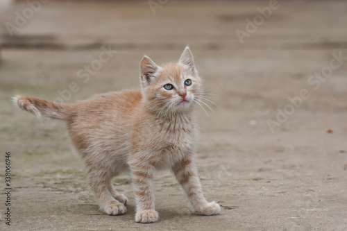 Adorable yellow kitten play outside. A little cute kitten playing in the yard