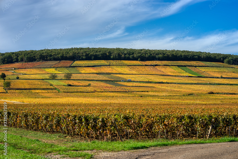 Fototapeta premium Vignoble en automne