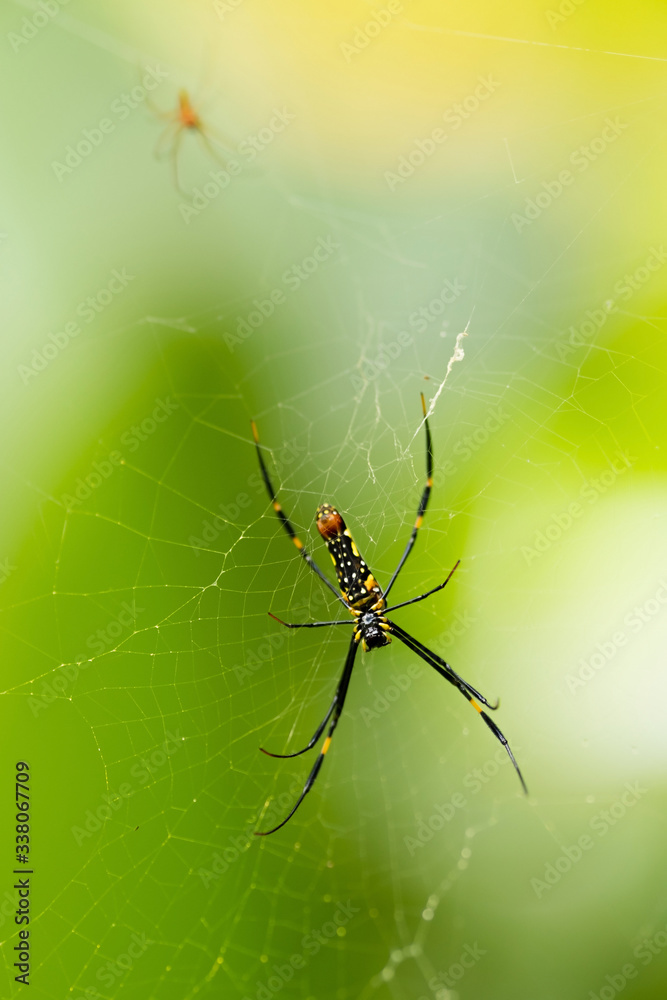 Close-up shot of big spider on a web. Green background. Wildlife nature of insects. Detail macro picture. Close-up shot of big spider on a web. Green background. Wildlife nature of insects. Detail macro picture.