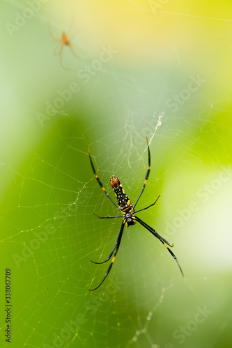 Close-up shot of big spider on a web. Green background. Wildlife nature of insects. Detail macro picture.