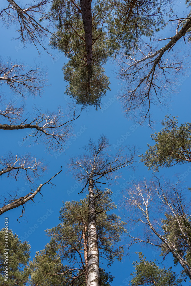 Fototapeta premium Looking up to the Sky through the Tall Trees