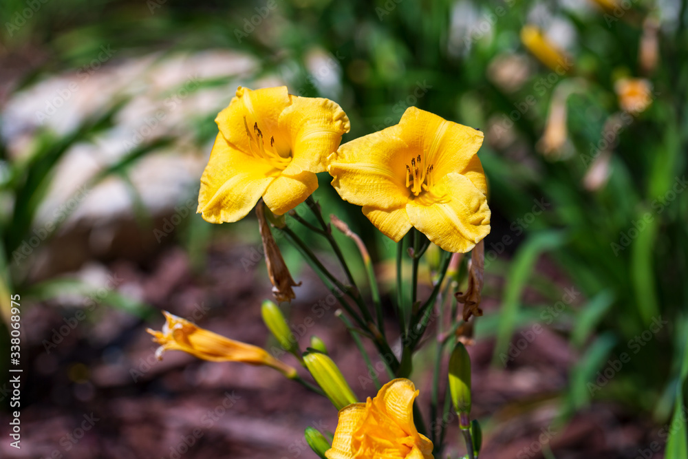 Close up of a yellow flower in the garden outdoors Close up of a yellow flower in the garden outdoors