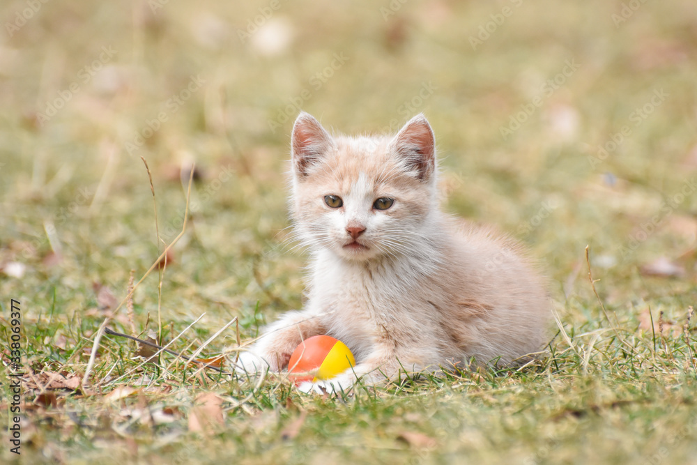 Adorable yellow kitten play outside. A little cute kitten playing in the  yard