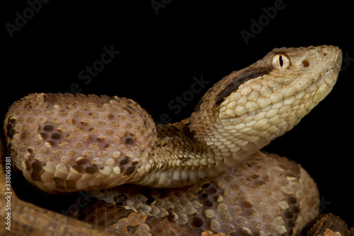 Central American jumping pitviper (Atropoides mexicanus)