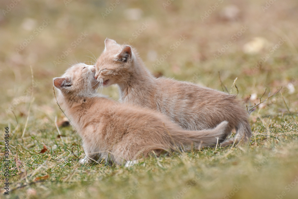 Adorable yellow kitten play outside. A little cute kitten playing in the yard Adorable yellow kitten play outside. A little cute kitten playing in the yard