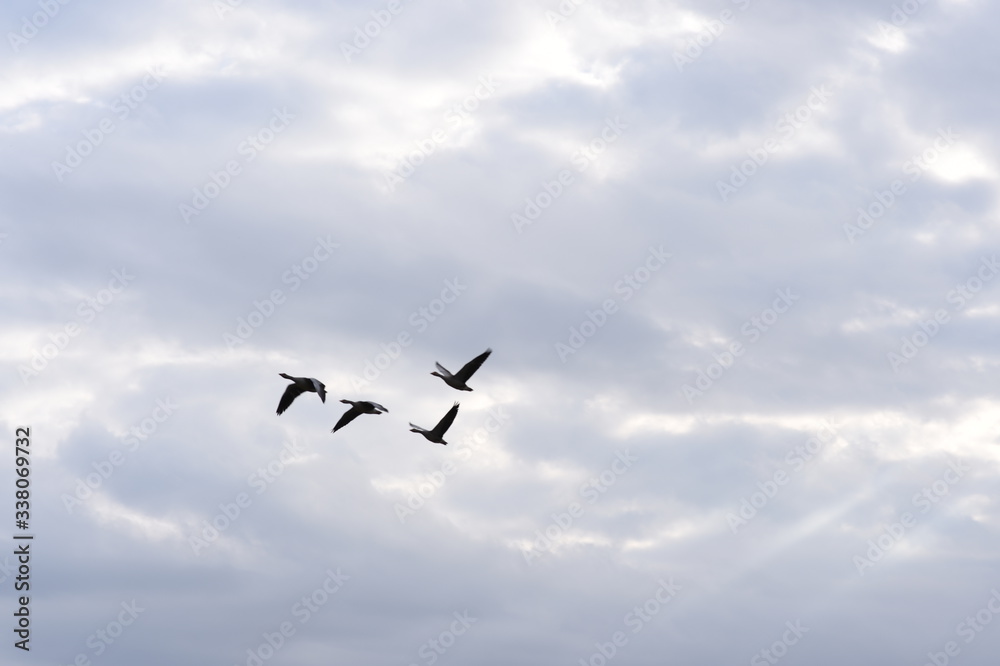 Geese flying in formation at dusk 