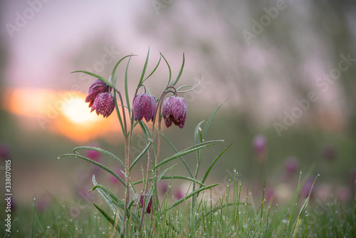 Snakes head fritillary, Fritillaria meleagris, sunrise in an Oxfordshire flood meadow