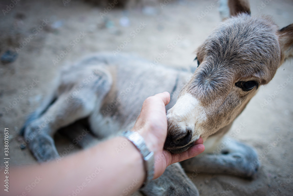 Fototapeta premium Furry cuddly baby donkey being petted