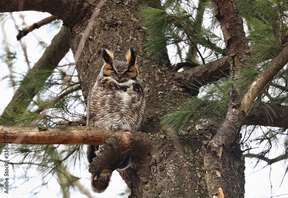 The great horned owl is a large owl native to the Americas. It is an extremely adaptable bird with a vast range and is the most widely distributed true owl in the Americas.
The great horned owl is a large owl native to the Americas. It is an extremely adaptable bird with a vast range and is the most widely distributed true owl in the Americas.