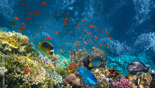 Fototapeta Naklejka Na Ścianę i Meble -  Underwater world. Coral fishes of Red sea.