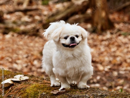 Φωτογραφία Small white pekinese in park.