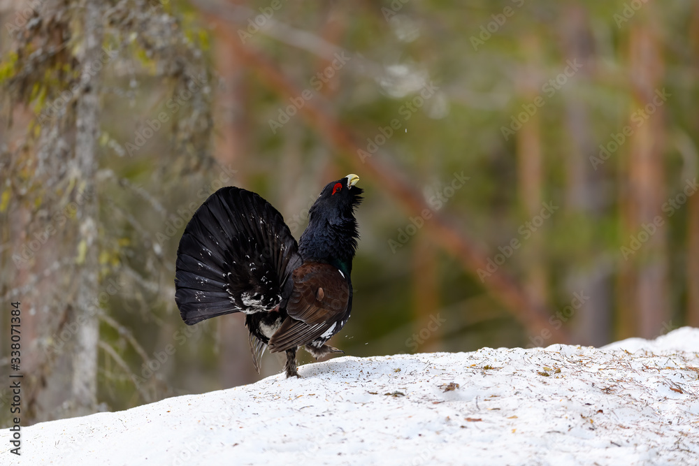 Western Capercaillie (Tetrao Urogallus) Wood Grouse at lek during the courting season Western Capercaillie (Tetrao Urogallus) Wood Grouse at lek during the courting season