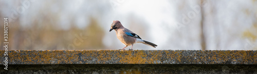Schilderij op canvas Small jay on the parapet