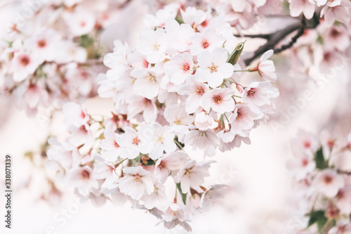 Cherry blossom closeup  beautiful spring blurred background.