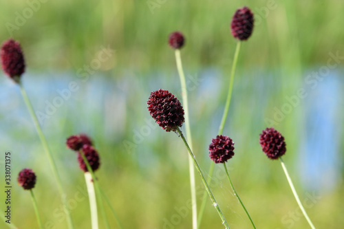 Spring. Dense burgundy inflorescences of meadow grass on a blurred green background. Close-up. Background.