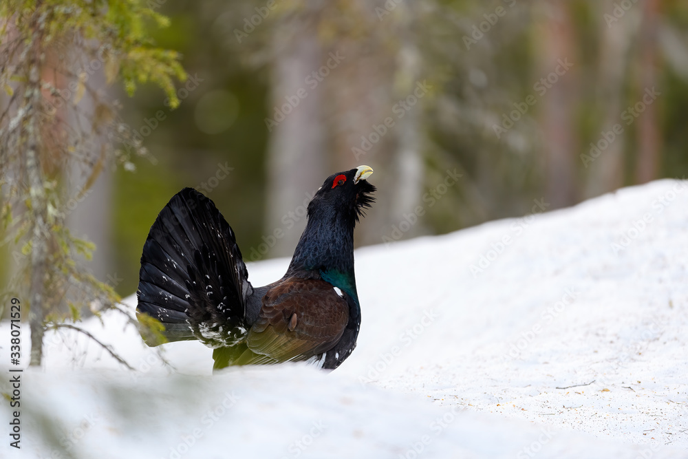 Western Capercaillie (Tetrao Urogallus) Wood Grouse at lek during the courting season