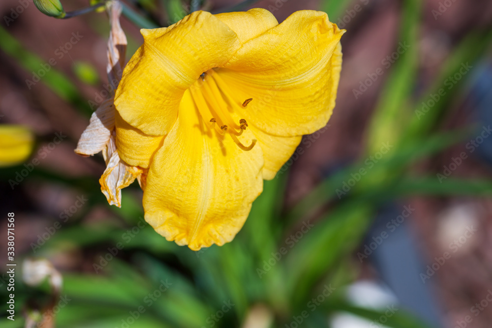 Close up of a yellow flower in the garden outdoors Close up of a yellow flower in the garden outdoors