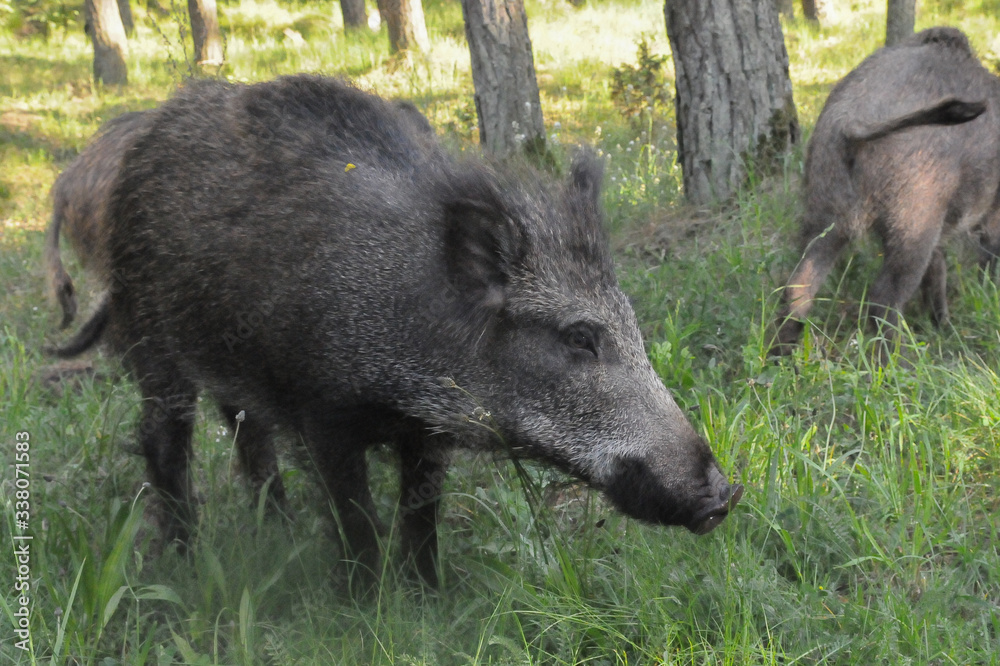 Wild boar walking in forest Wild boar walking in forest