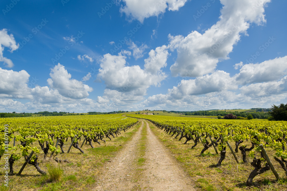 Paysage du vignoble