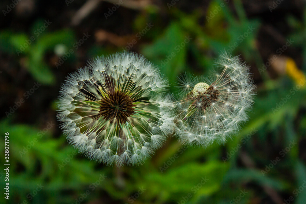 two white fluffy dandelions, one dandelion has only half the seeds.