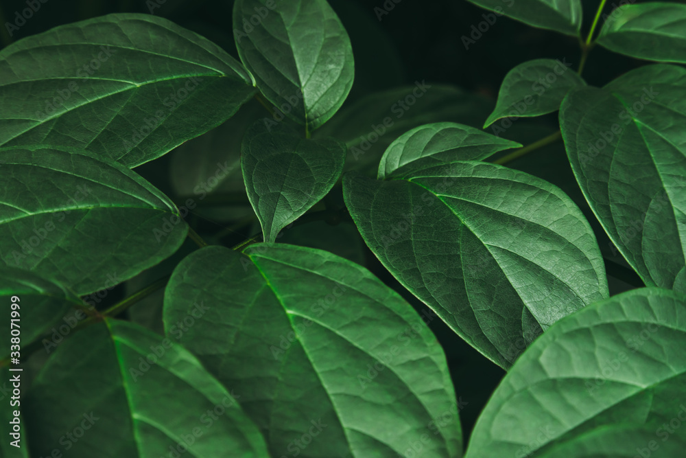 The green leaves of Broken bones tree background. The green leaves of Broken bones tree background.