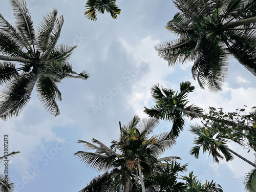 view of the coconut trees from the bottom up. Concept of vacation and tropical places