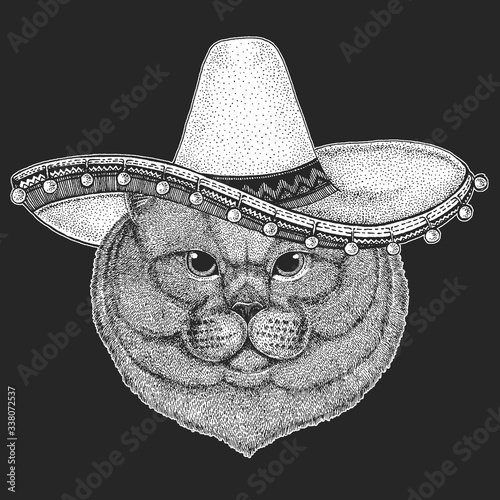 British shorthair cat. Sombrero is traditional mexican hat. Mexico. Scottish fold. Cute kitten. Cool animal.