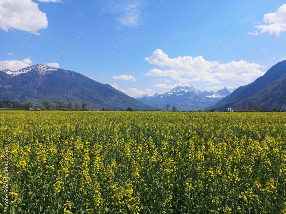 field of yellow flowers