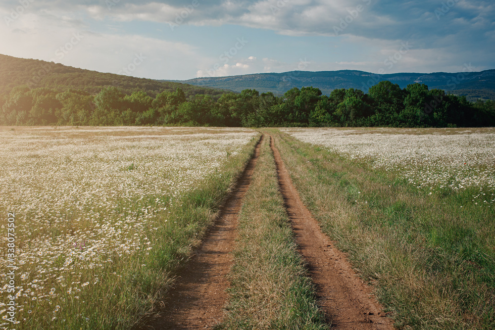 dirt road among a field of daisies in a picturesque valley