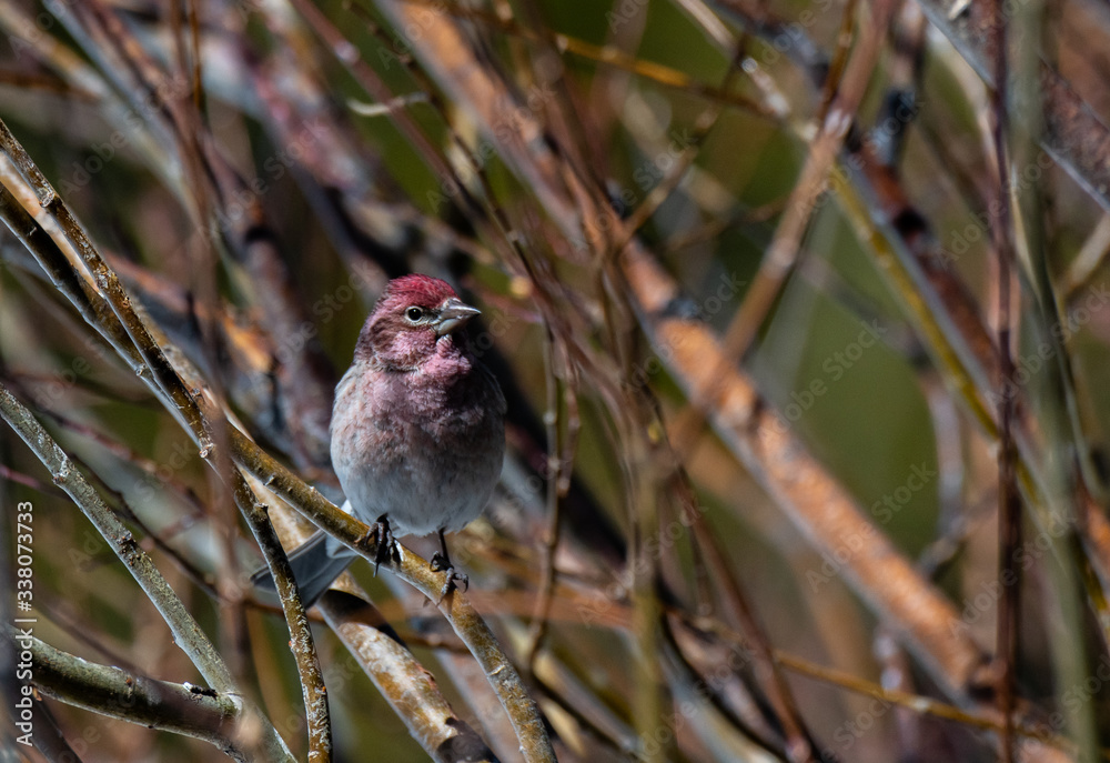Obraz premium Male Cassin's Finch Perched on a Tree Branch in the Mountains