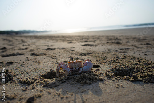Crab in the sand at the beach