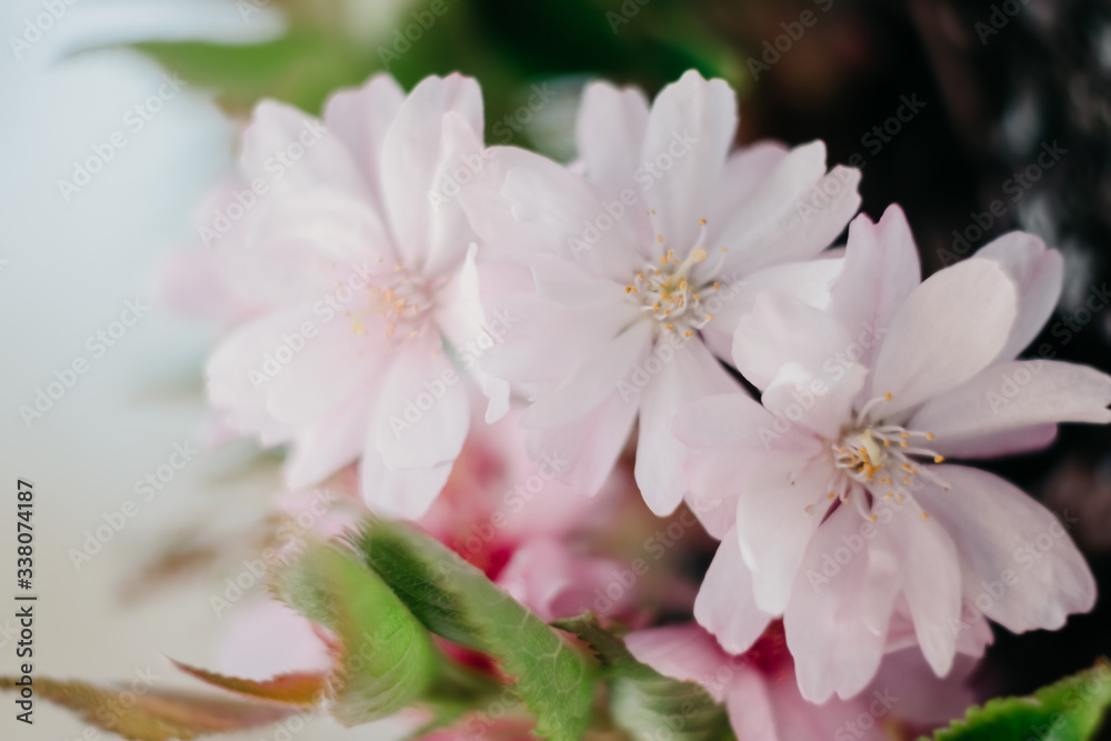 Cherry blossom closeup. Brаnch with cherry flowers in spring.