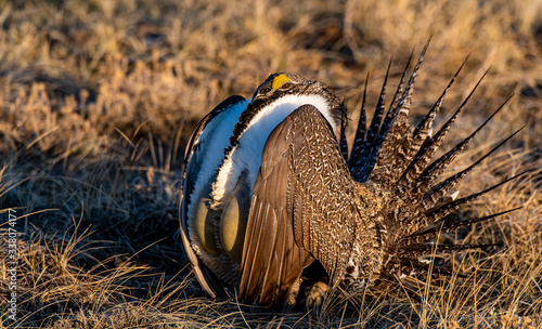 A Male Greater sage-grouse with Inflated Gular Sacs at Lek on a Spring Morning