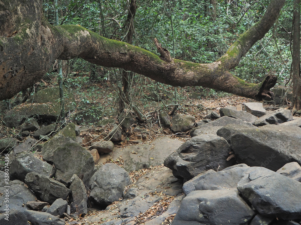 A beautiful landscape with a huge tree in the jungle and dried up stones where water recently flowed A beautiful landscape with a huge tree in the jungle and dried up stones where water recently flowed
