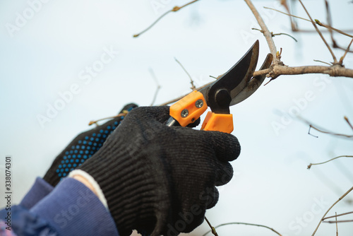 Gardener is cutting a tree branches with garden pruner close up.