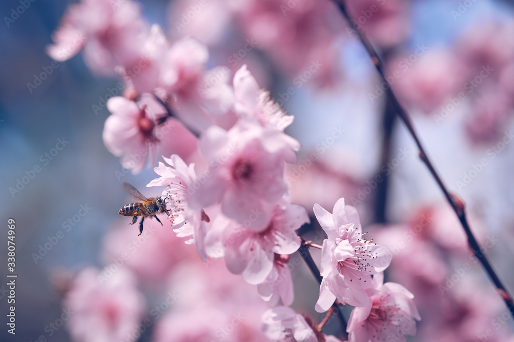 Flying bee collecting pollen for honey from a cherry tree flower Flying bee collecting pollen for honey from a cherry tree flower