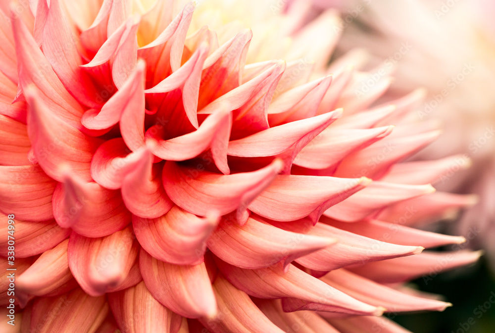 Close-up Of Pink Dahlia