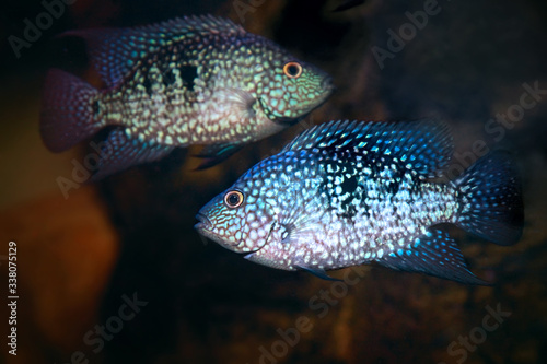 Herichthys carpintis freshwater fish © Tatiana Belova