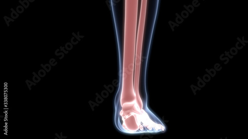 Leg Joints of Human Skeleton System Anatomy 3D Rendering