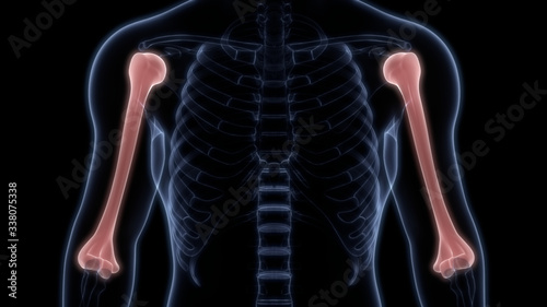Humerus Joints of Human Skeleton System Anatomy 3D Rendering