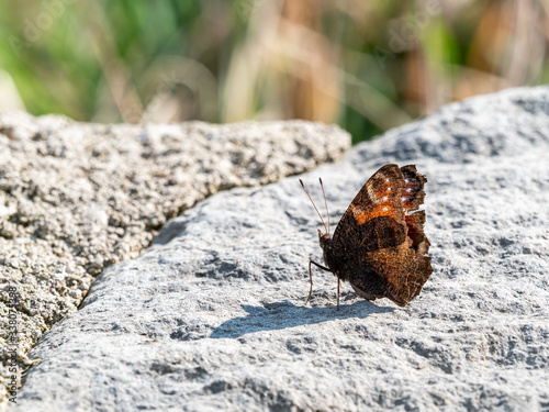 Schmetterling © Mattias