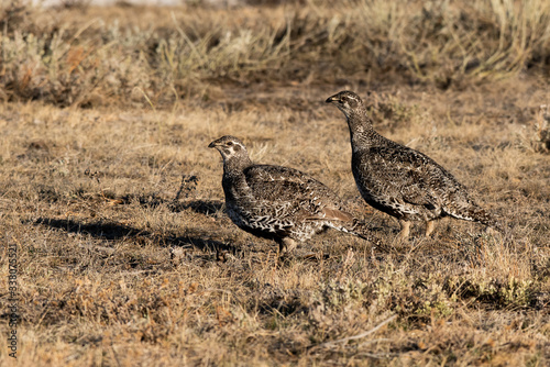 Female Greater sage-grouse on Lek on a Spring Morning