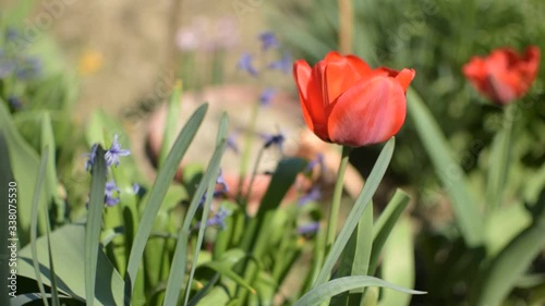 Footage of besutiful red tulip blooming in the garden photo