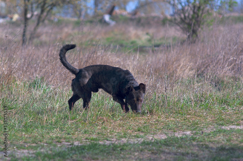 Brown dog runs on grass. Hunting dog.