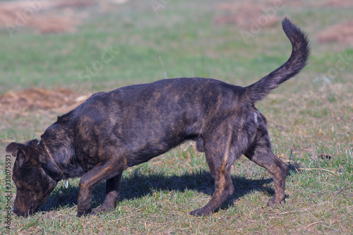 Brown dog runs on grass. Hunting dog.