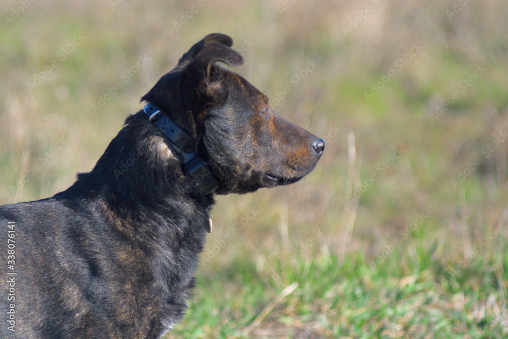 Terrier is hunting. Medium dog. Brown young dog. Hunting dog. Brown dog tracks prey. Terrier is hunting. Medium dog. Brown young dog. Hunting dog. Brown dog tracks prey.