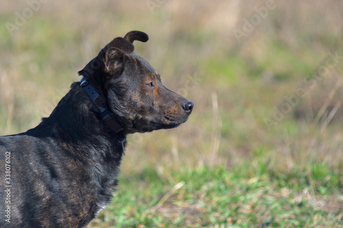 Terrier is hunting. Medium dog. Brown young dog. Hunting dog. Brown dog tracks prey.