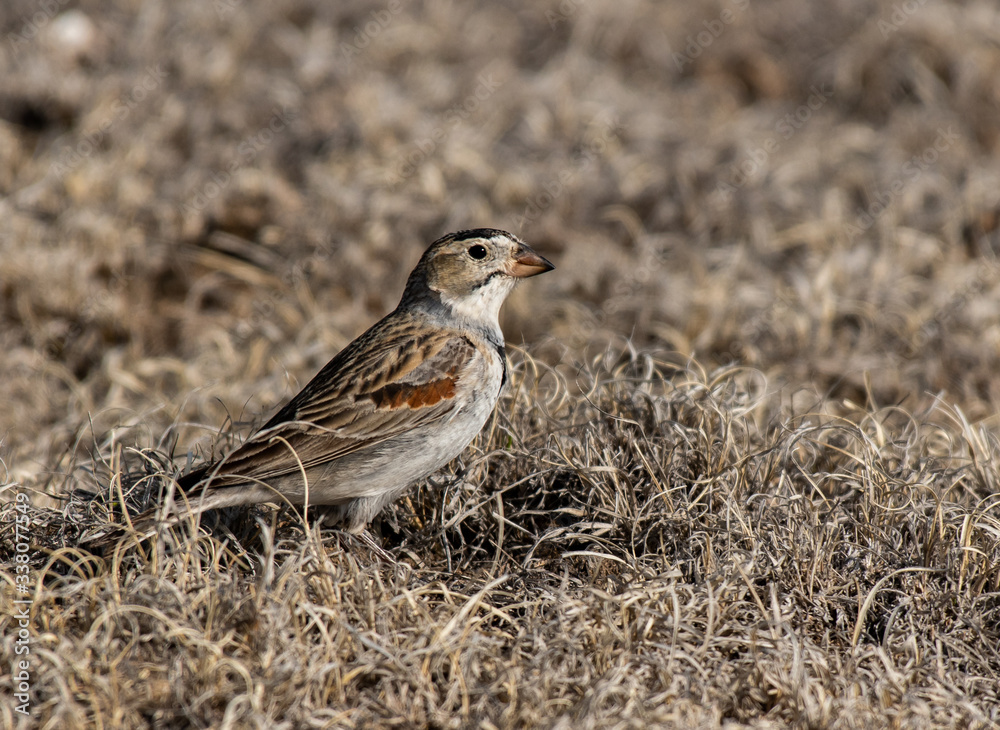 A McCown's Longspur on the Plains of Colorado A McCown's Longspur on the Plains of Colorado